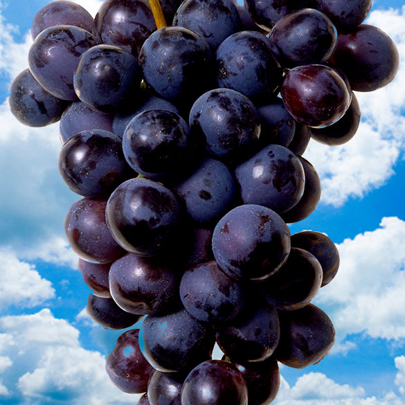 Grape_585x585