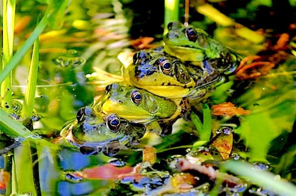 UP July Frogs.jpg-600x600